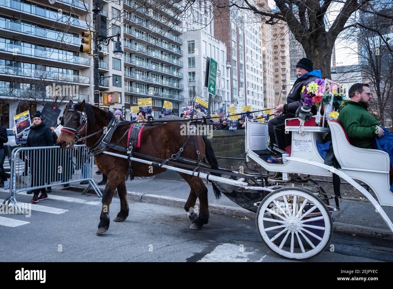Protesting the violent collapse and death of a carriage horse, animal