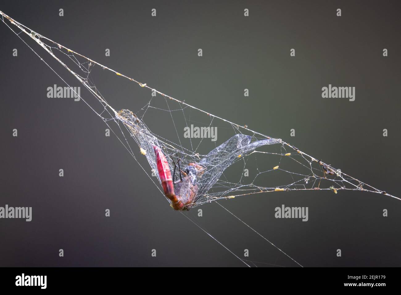Dragonfly caught in spider web Stock Photo Alamy