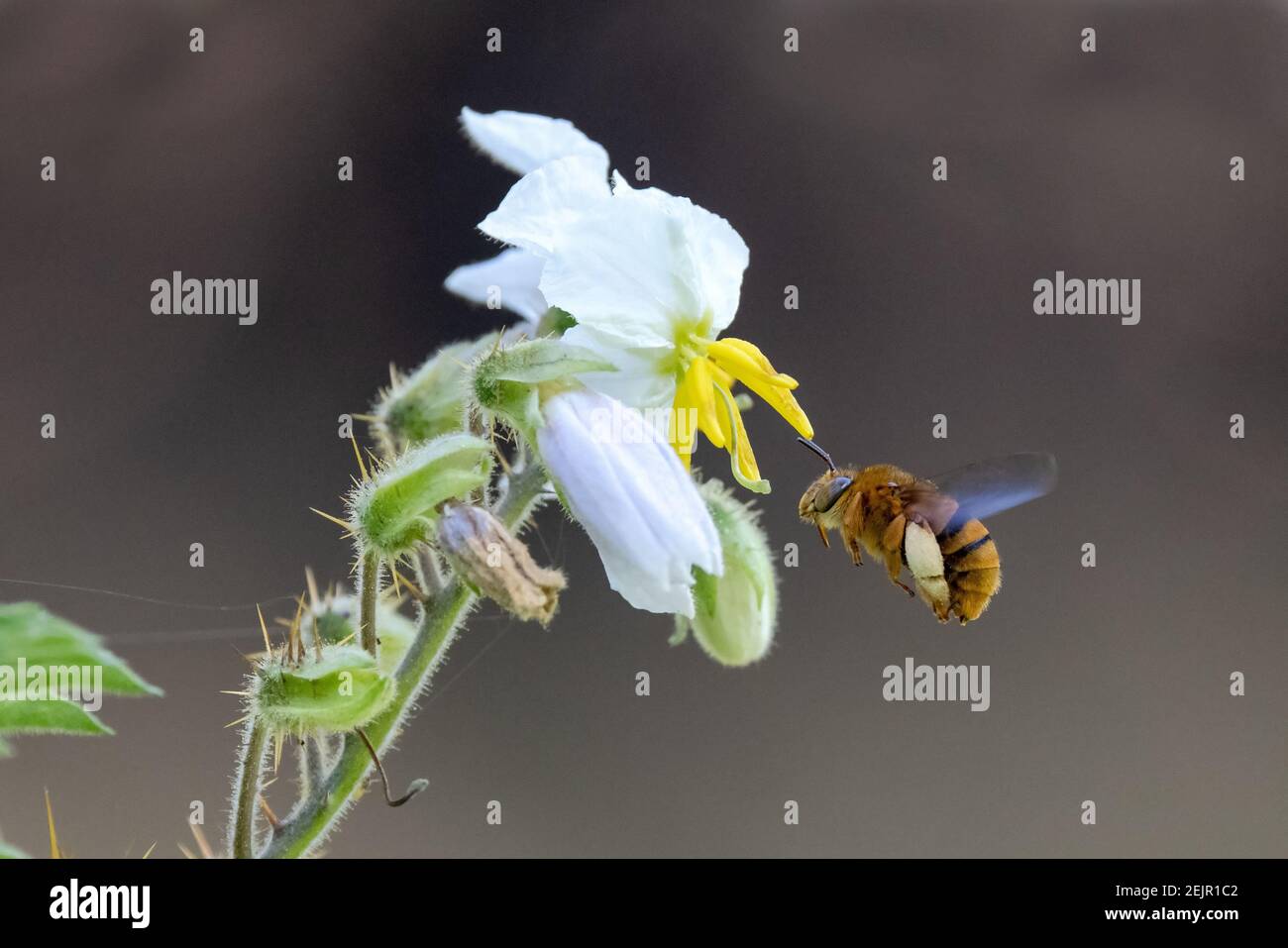 Teddy Bear Bee hovering at Wild Raspberry flowers Stock Photo