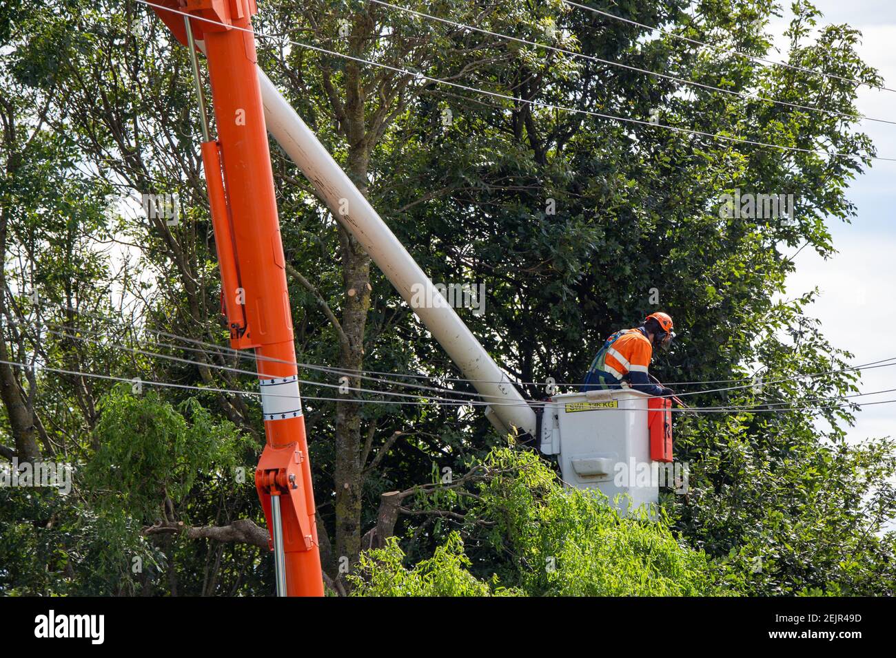 An arborist prunes trees close to power lines in Canterbury, New Zealand Stock Photo