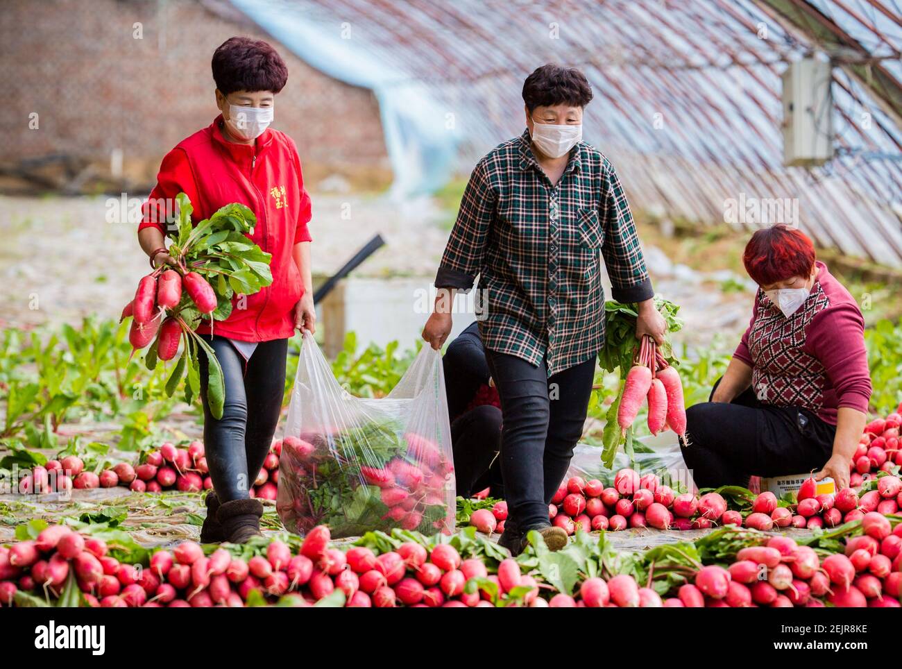 Farmers harvest carrots at a farm in Yuquan district, Hohhot city, north China's Inner Mongolia Autonomous Region, 3 March 2020. Stock Photo