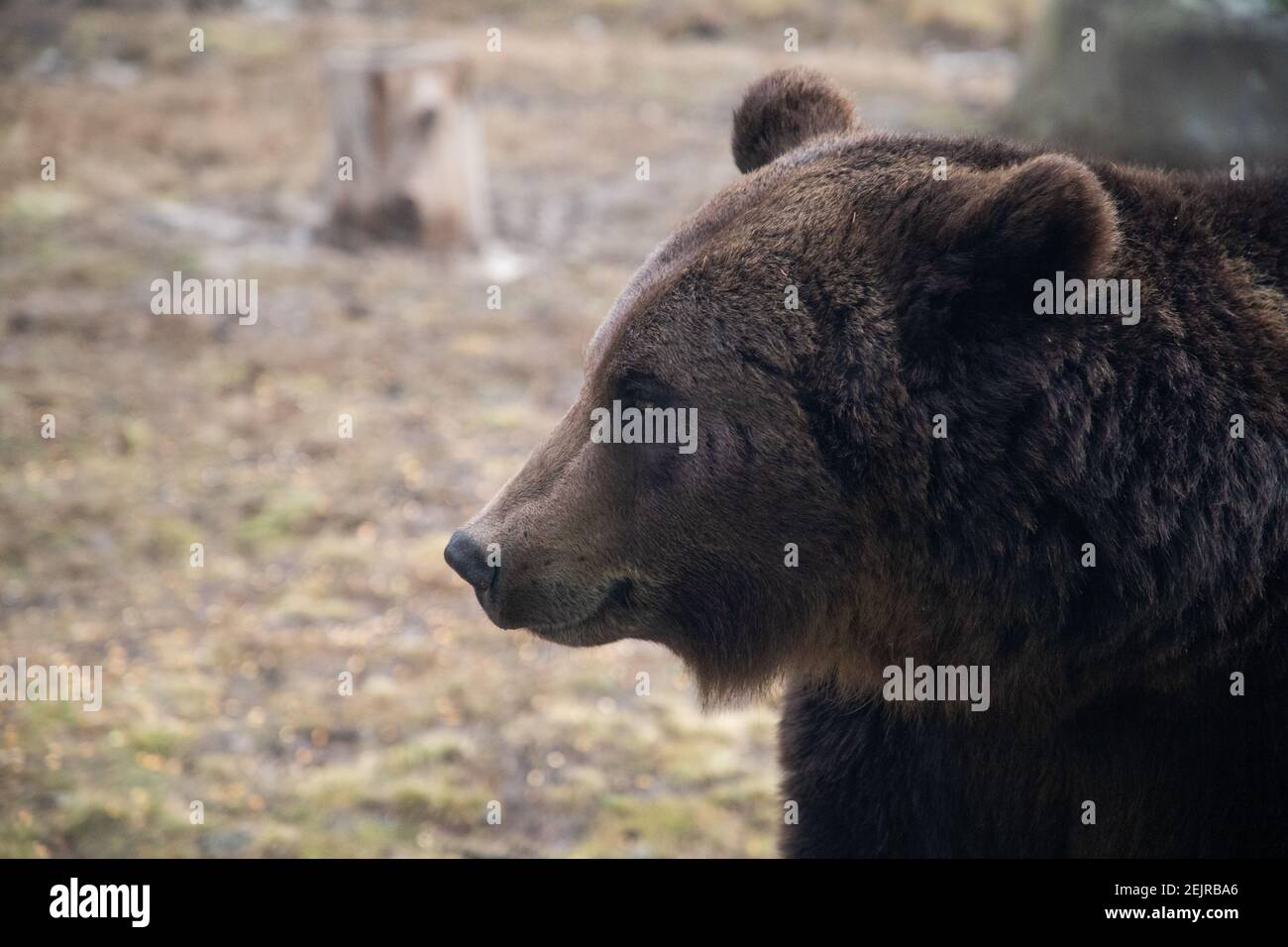 european brown bear portrait in the wilderness Stock Photo - Alamy