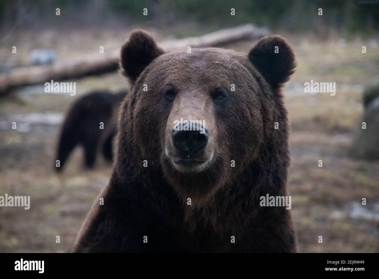 european brown bear portrait in the wilderness Stock Photo - Alamy