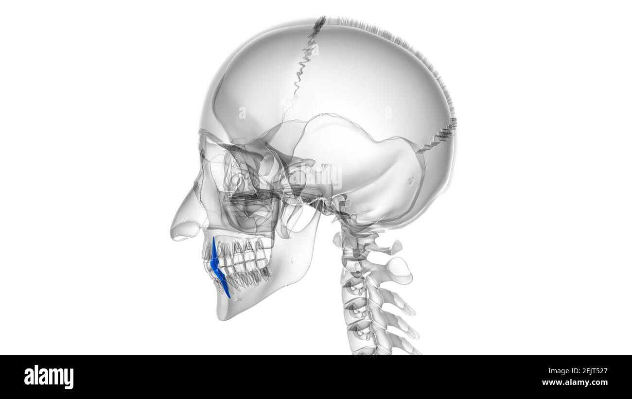 Human Teeth Canine Anatomy 3D Illustration For Medical Concept Stock ...