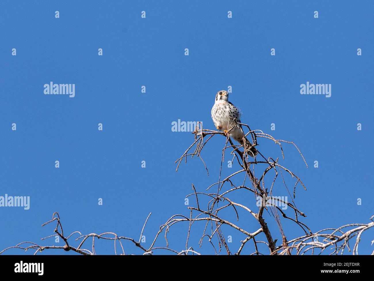 Female Southeastern American kestrel Falco sparverius paulus perches on ...