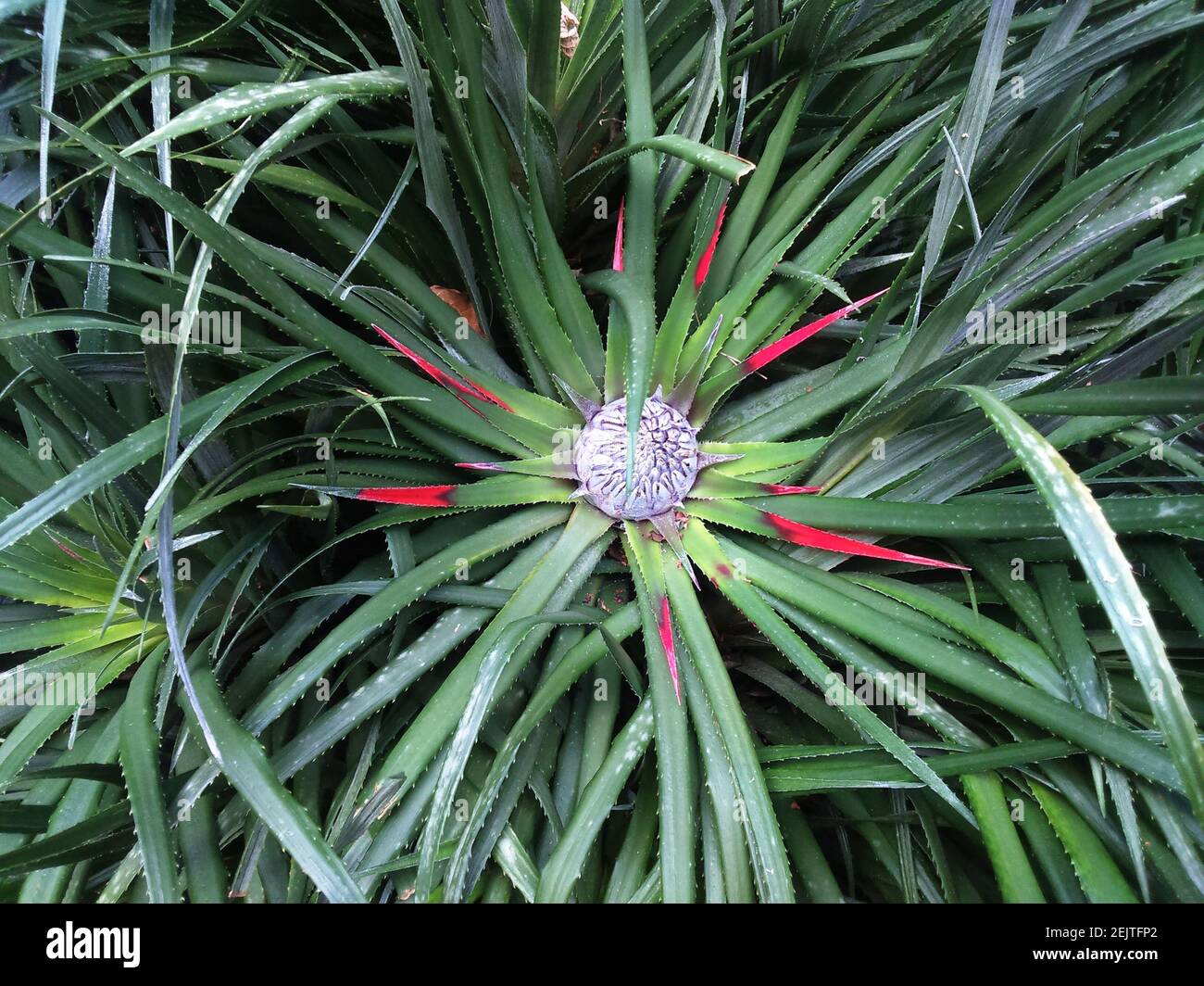 Fascicularia about to flower Stock Photo
