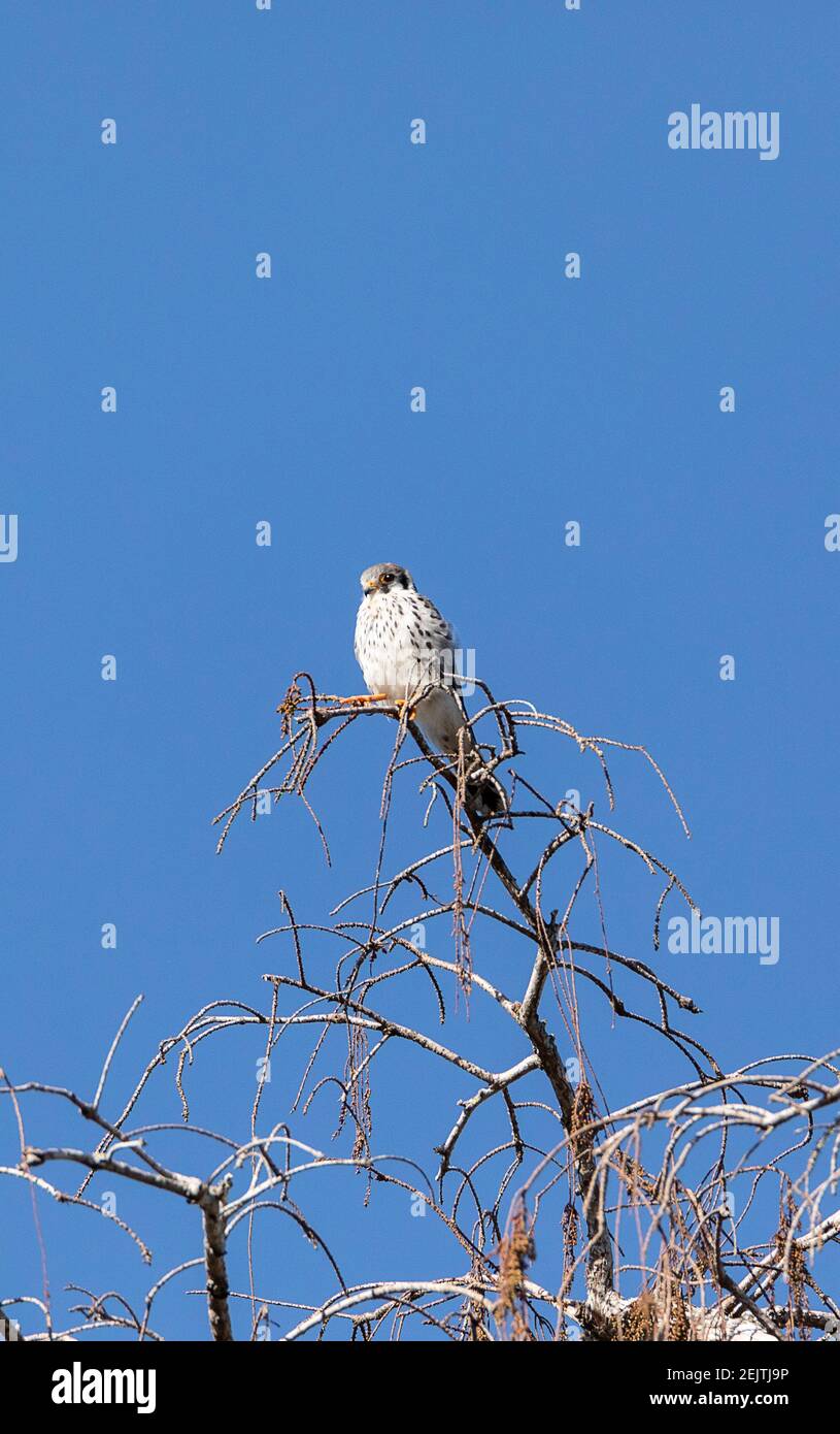 Female Southeastern American kestrel Falco sparverius paulus perches on