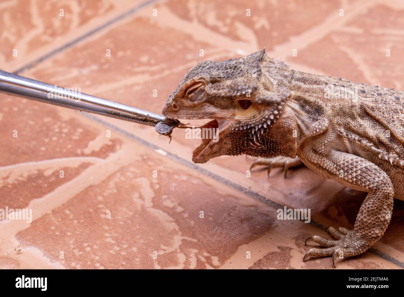 A bearded dragon (Pogona sp) eating cricket Stock Photo Alamy