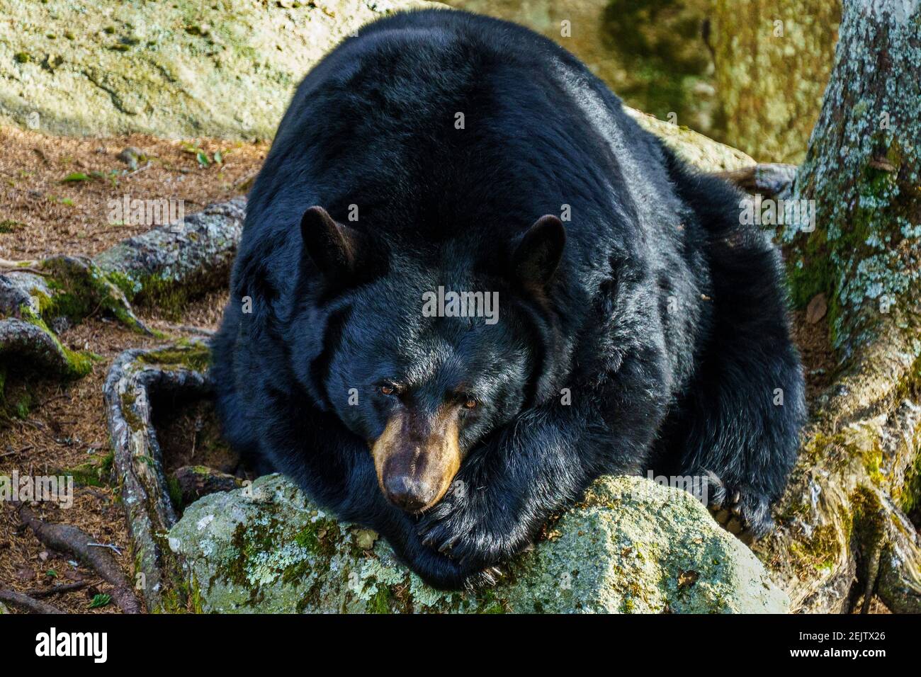 Black Bears - Grandfather Mountain