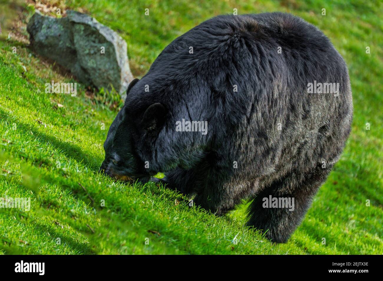 An American Black Bear roots in the grass for insects at Grandfather