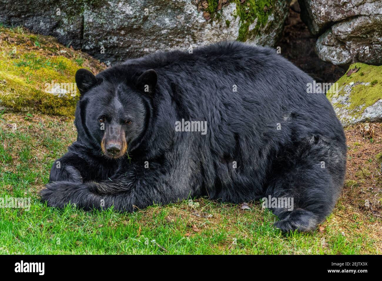 Black Bears - Grandfather Mountain