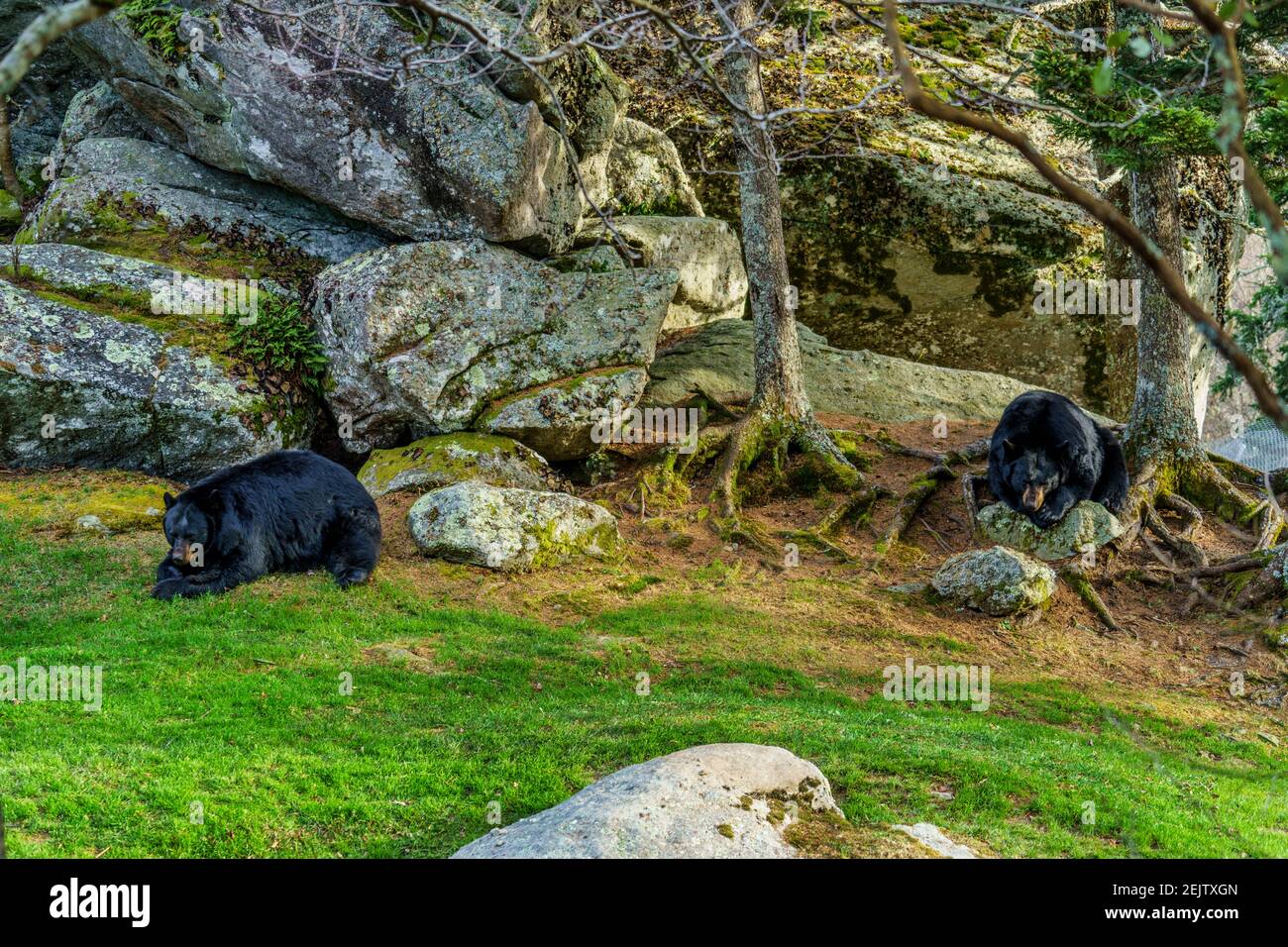 Black Bears - Grandfather Mountain