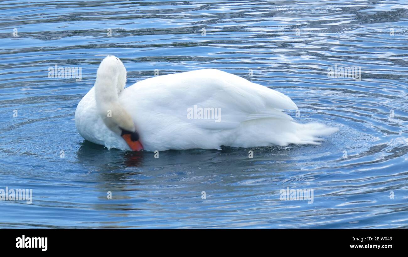 White Swan swimming on Lake Eola Park Orlando Florida Picture Image Background Template Stock Photo