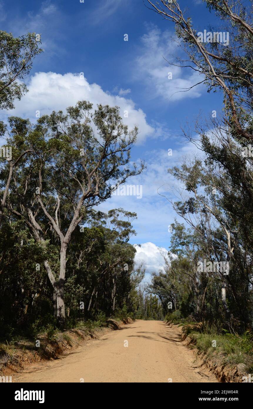 A dirt road in the Blue Mountains Stock Photo