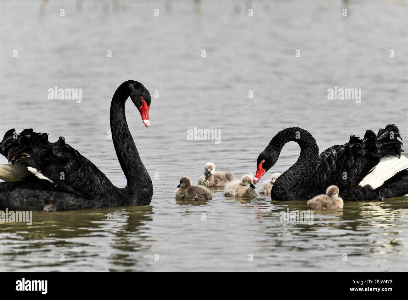 erotisk emne Surrey Shandongï¼ŒCHINA-A black swan couple and five newborn black swans play in  the canal wetland park in Taierzhuang district, Zaozhuang city, Shandong  province, China.(EDITORIAL USE ONLY. CHINA OUT) (Photo by /Sipa USA Stock