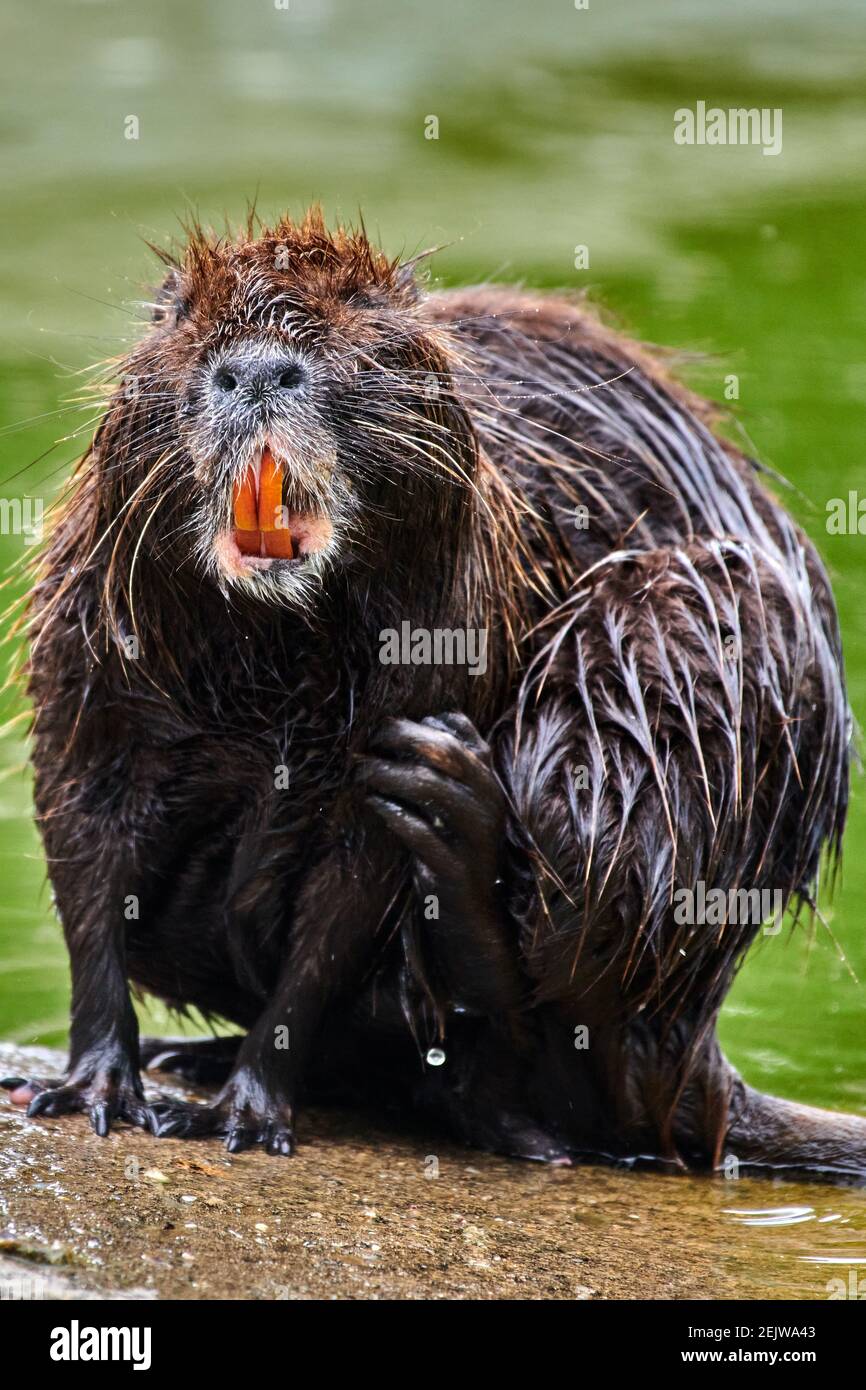 Eurasian beaver (castor fiber) sitting on a rock near water Stock Photo