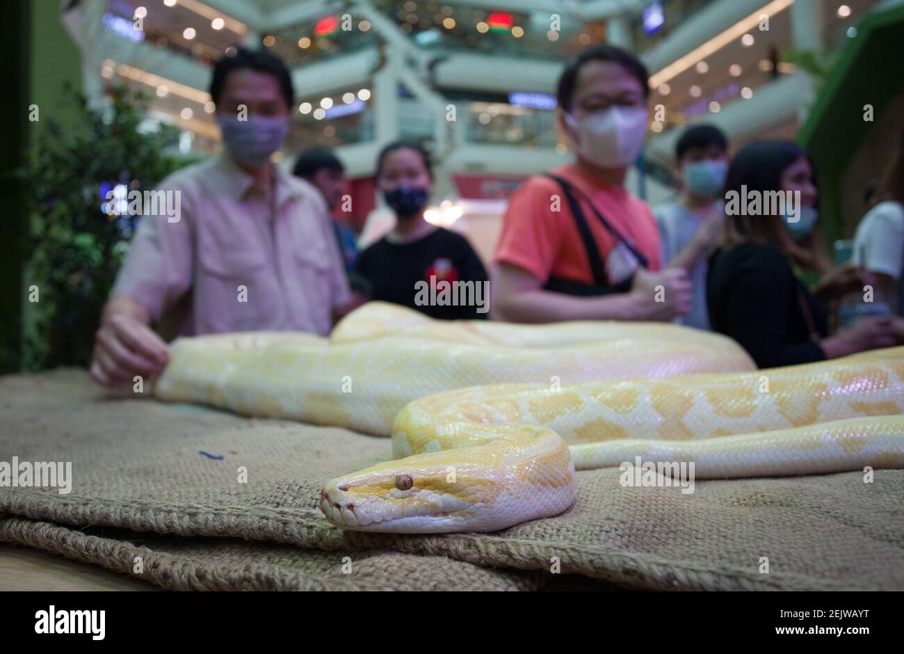 People look at a snake while wearing protective masks amid Coronavirus ...