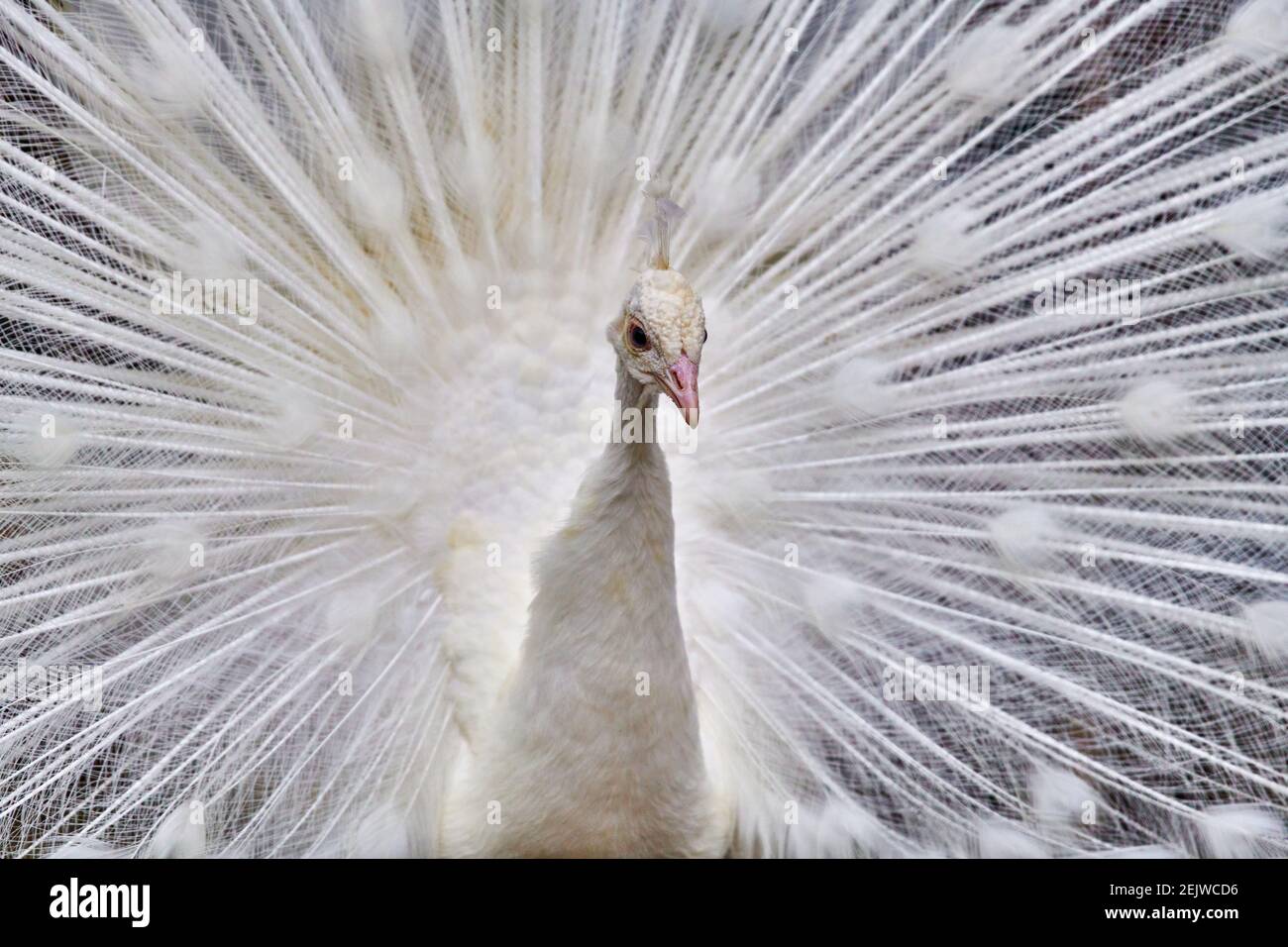 Close-up of a white peacock showing off his tail fully opened Stock Photo -  Alamy