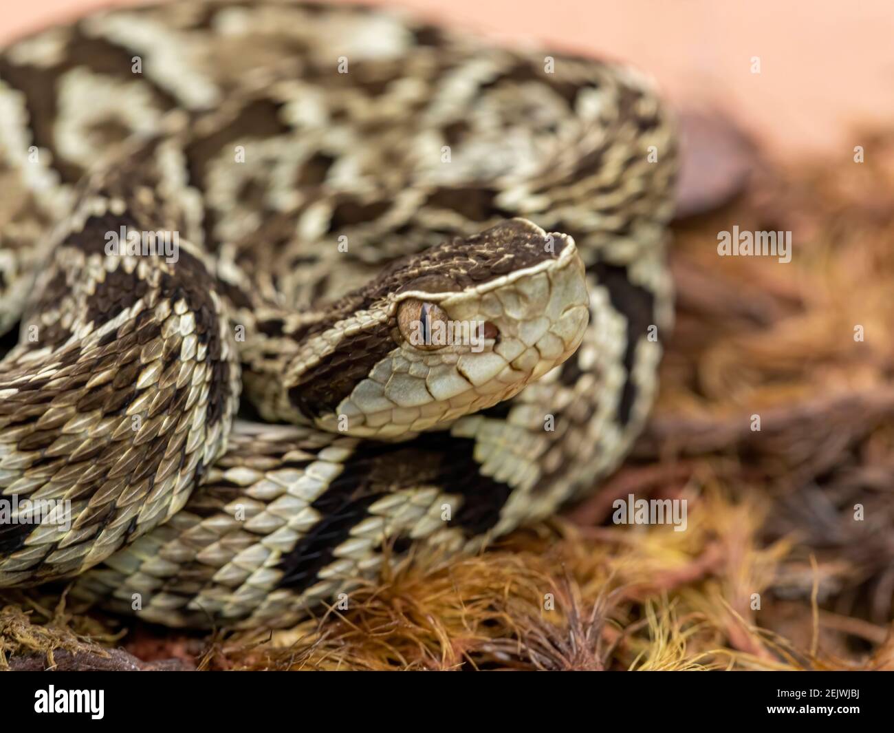 Jararaca Snake (Bothrops Jararaca) . Poisonous brazilian snake.. Stock Photo
