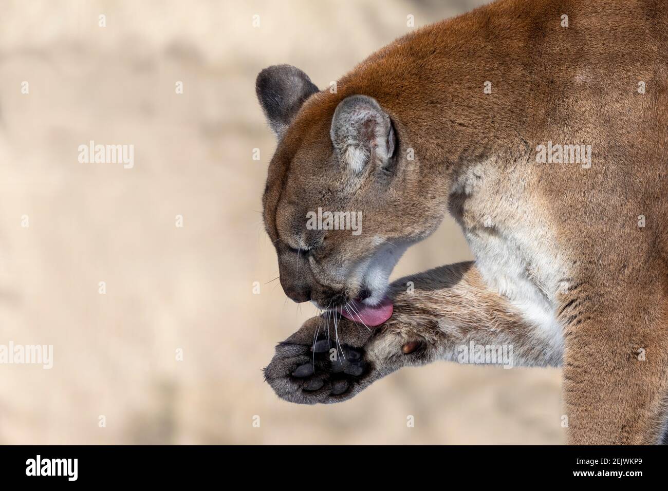 The cougar (Puma concolor) is native American animal known has many names  including catamount, mountain lion, painter, panther and puma Stock Photo -  Alamy