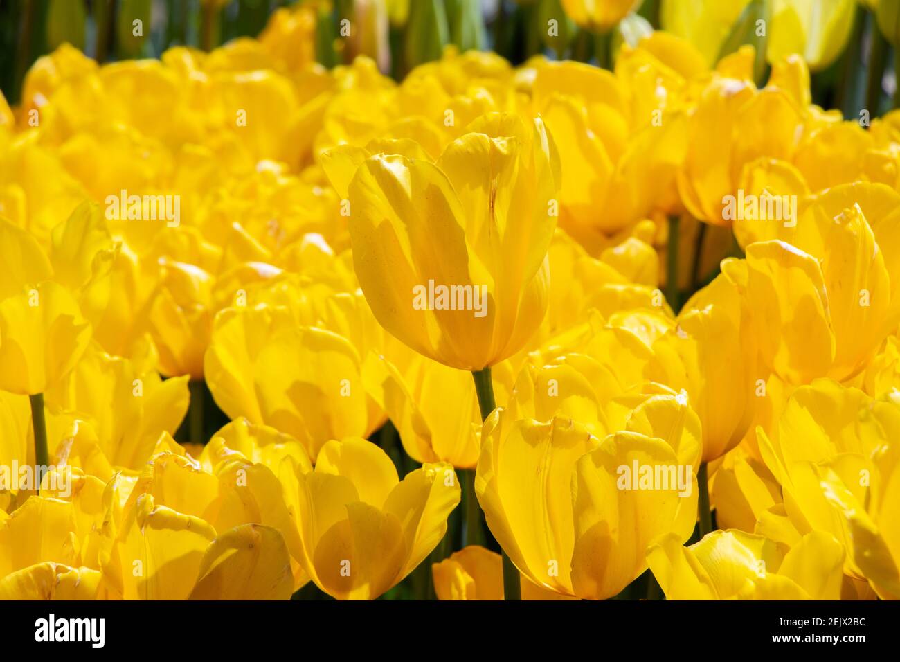 Blooming tulips flowers in as floral plant background Stock Photo - Alamy