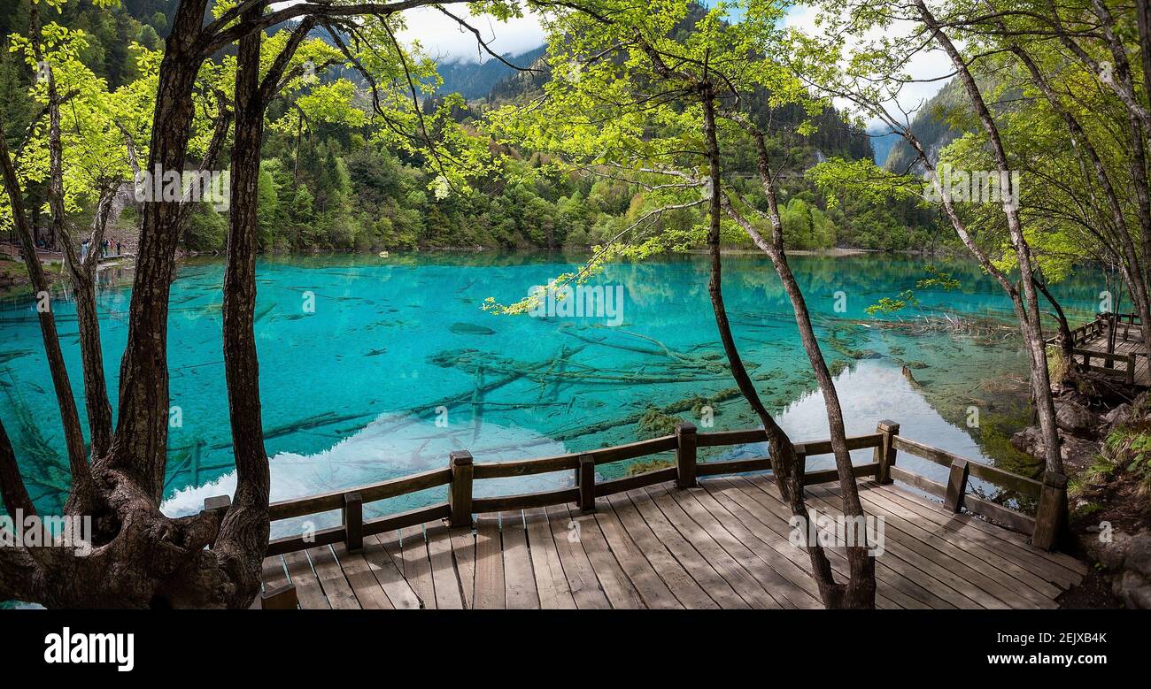 Prædike Demon Play Vanærende Sichuanï¼ŒCHINA-Jiuzhai return without looking at the water, if the beauty  of wonderland drunk tourists. Jiuzhaigou contains rich and precious animal  and plant resources. It is a rare scenic spot in the world