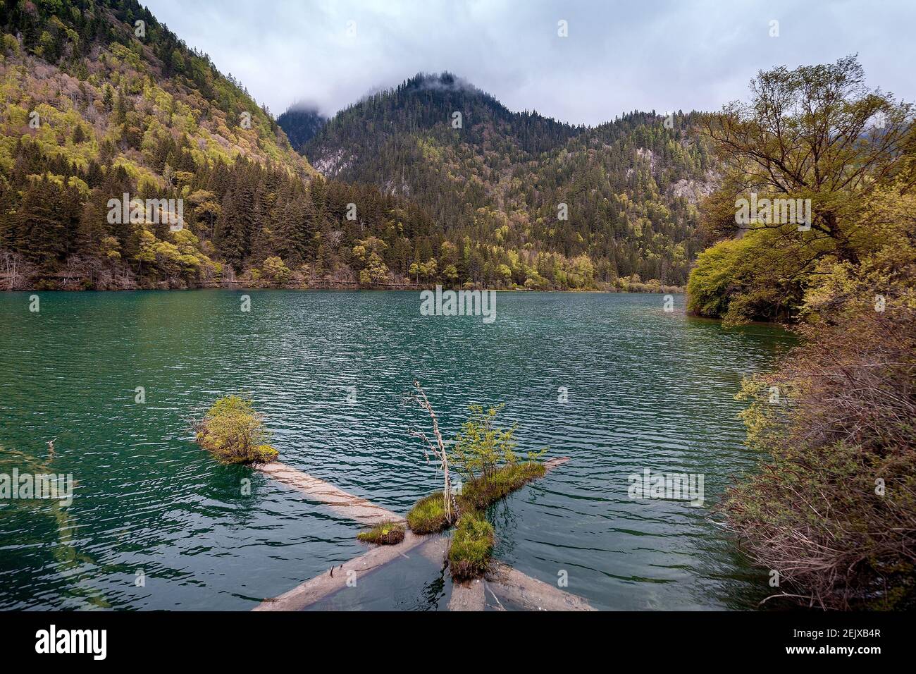 Sichuanï¼ŒCHINA-Jiuzhai return without looking at the water, if the beauty  of wonderland drunk tourists. Jiuzhaigou contains rich and precious animal  and plant resources. It is a rare scenic spot in the world