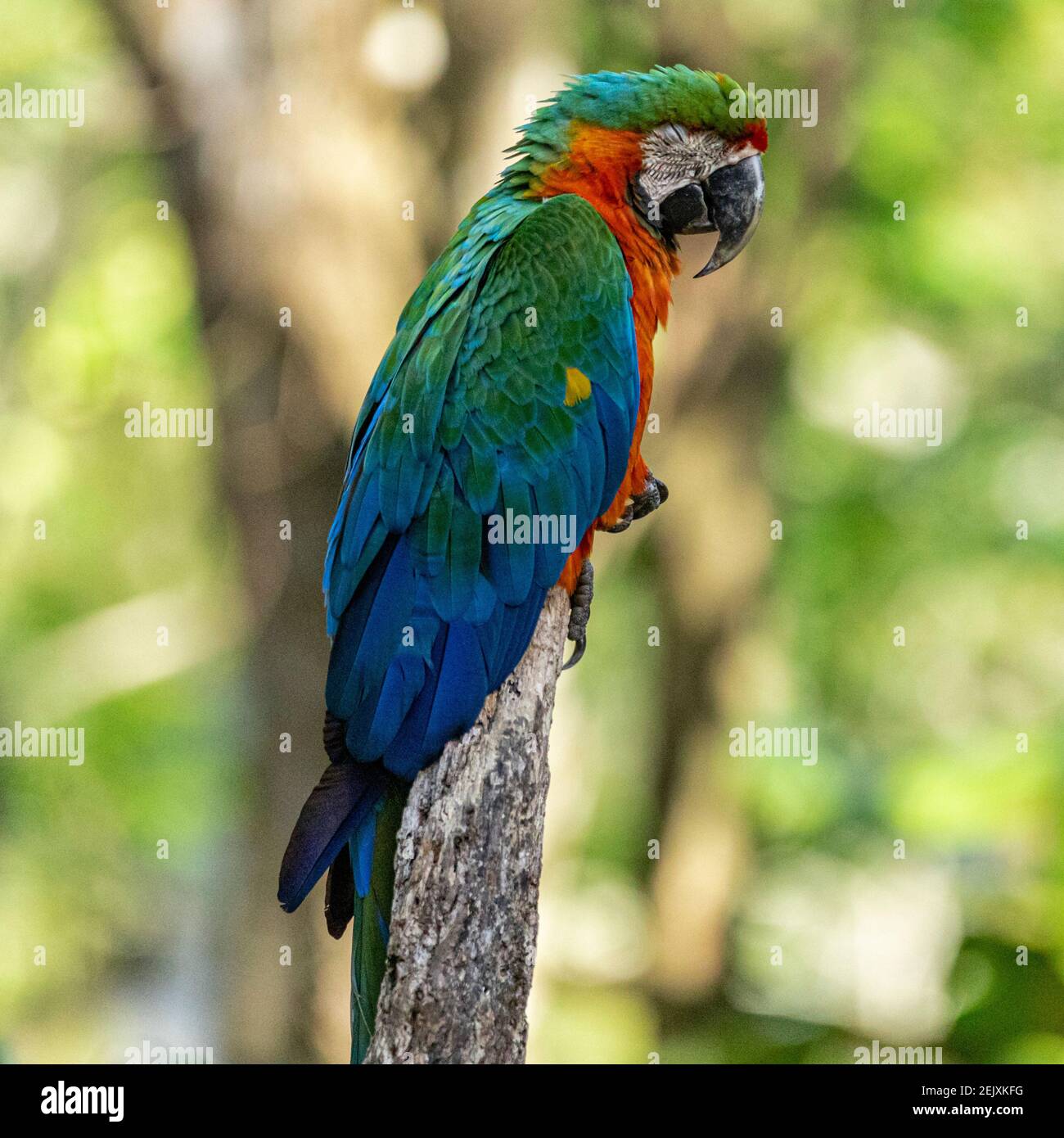 Hybrid ara hi-res stock photography and images - Alamy