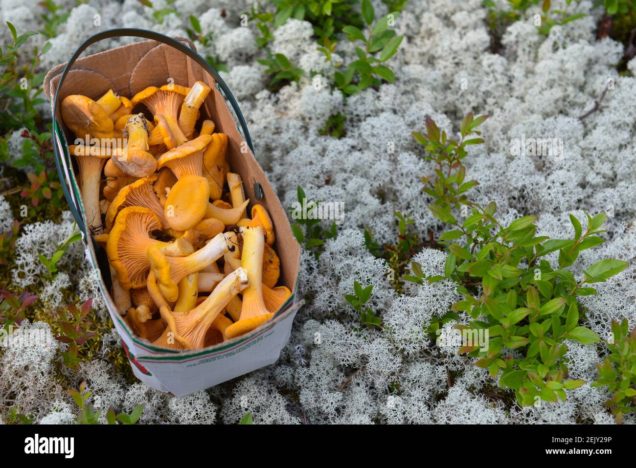 Wild mushrooms edible chanterelles , Quebec Canada Stock Photo Alamy