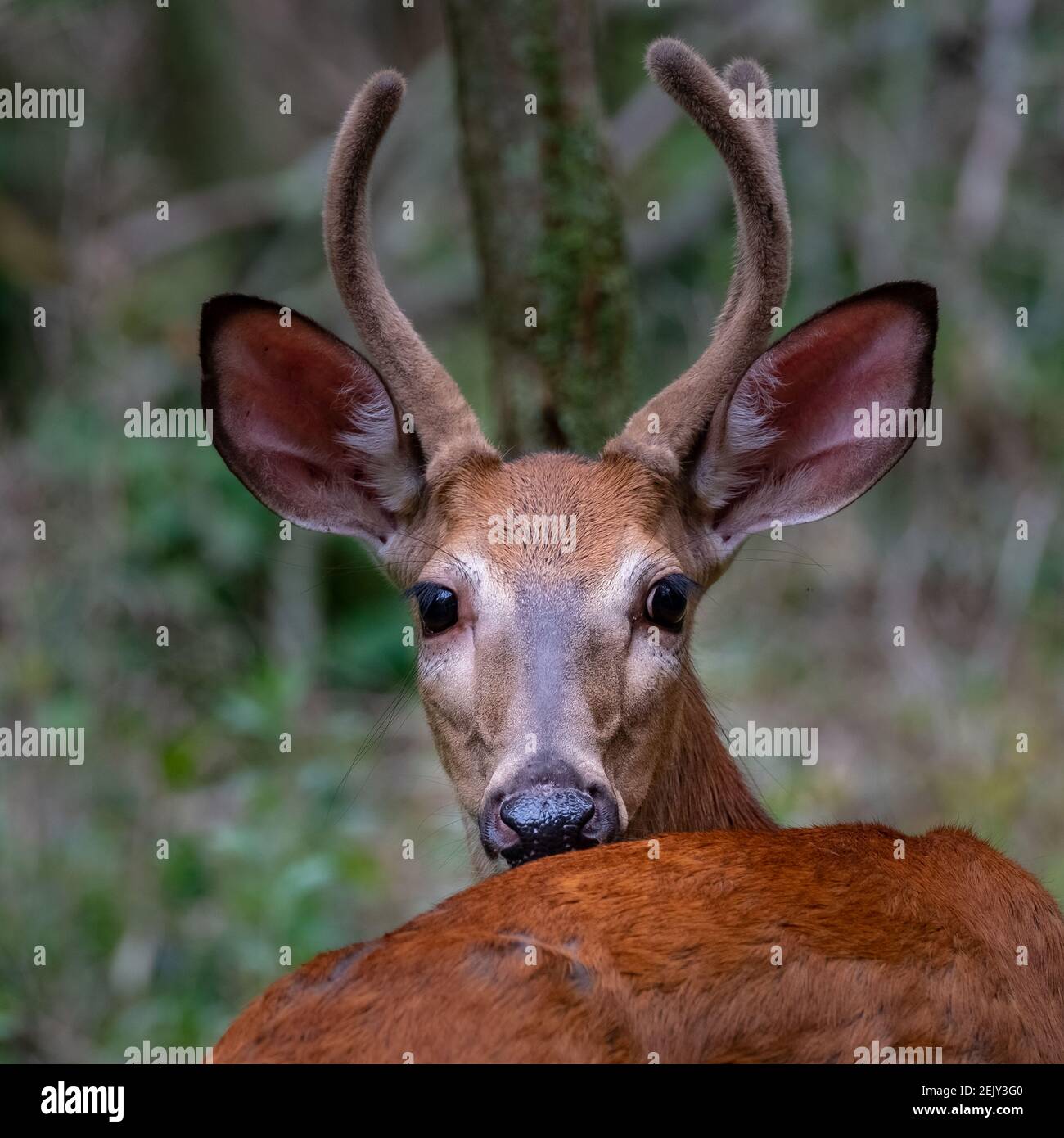 A White-tailed Deer buck (Odocoileus virginianus) with velvet covered antlers poses in the summer sun. Stock Photo