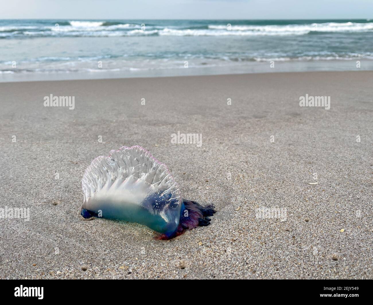 A Portuguese Man o War jellyfish laying on a Atlantic Ocean beach in ...