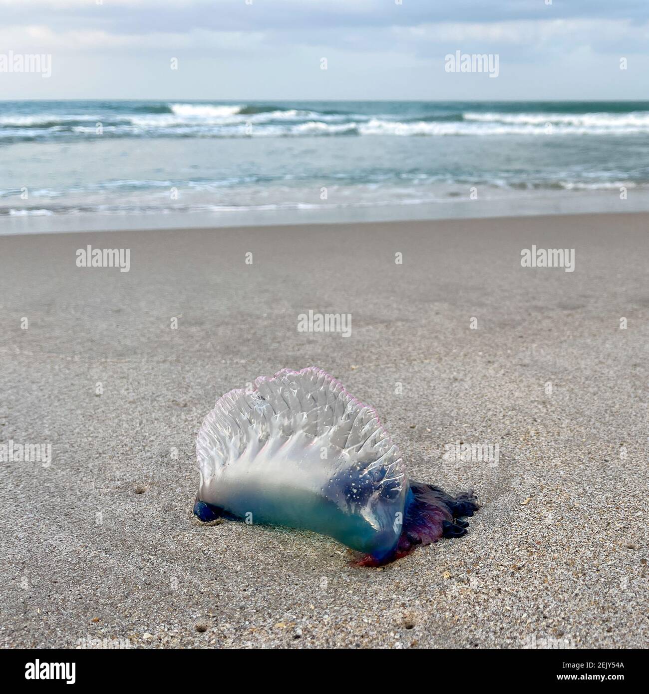 Portuguese man o war stinging jellyfish hi-res stock photography and ...