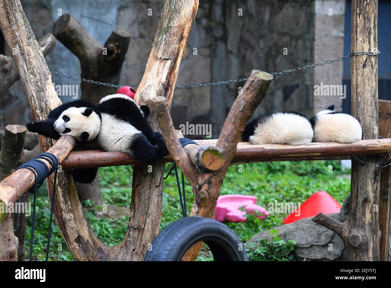 Giant panda quadruplets Shuangshuang, Chongchong, Xixi and Qingqing enjoy  their cozy life at Chongqing zoo while tourists visit them during the  Qingming Festival vacation, Chongqing, China, 4 April 2020 Stock Photo -  Alamy