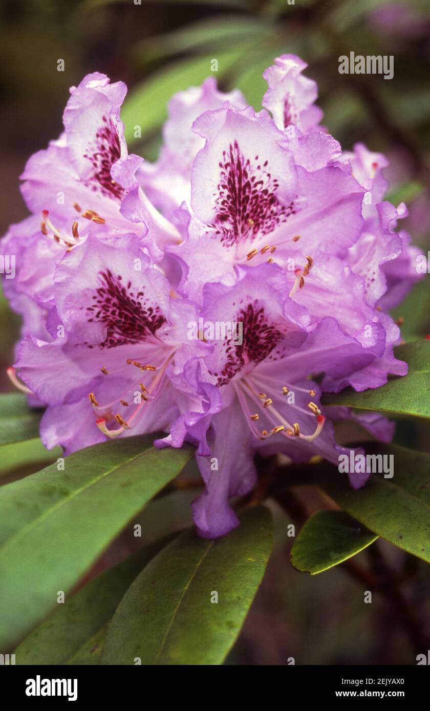 CLOSE UP OF FLOWERING RHODODENDRON BUSH. Stock Photo