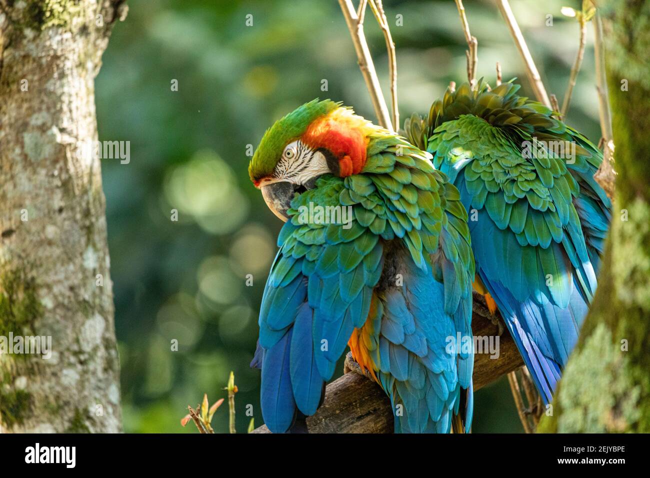 Hybrid macaw. This specimen was a result of the crossbreeding of a Great green macaw (Ara ambigua) and a Scarlet macaw (Ara macao) Stock Photo