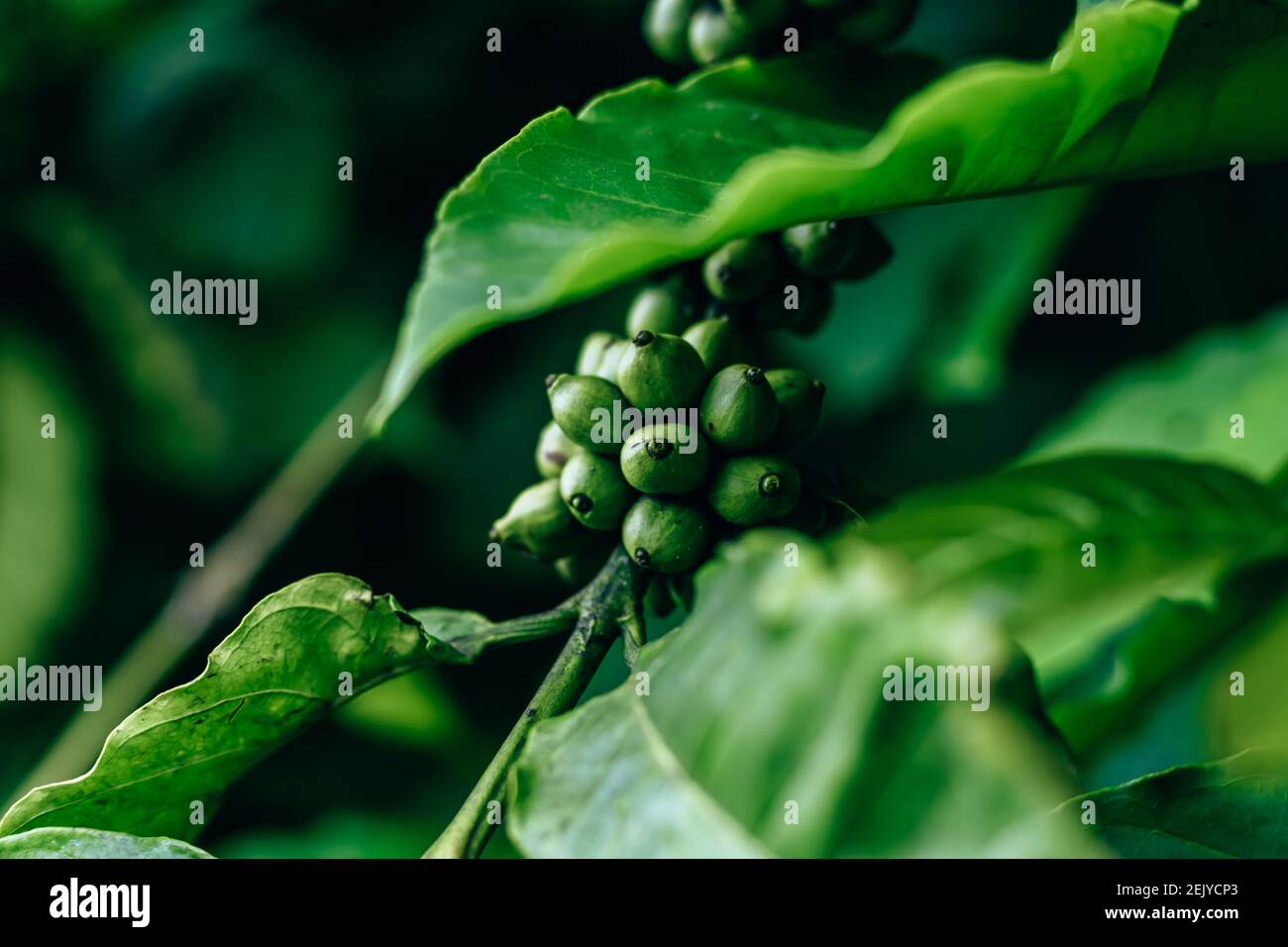 Coffee Plant. Coffee beans growing on a branch of coffee tree. Close up ...