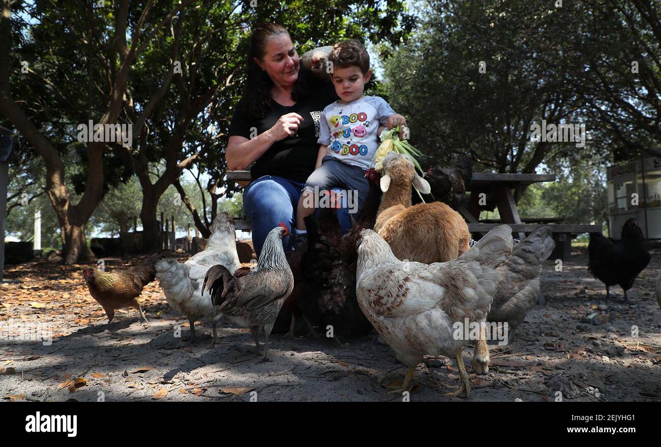 Carter Celona, 2, and his grandmother Lisa Ceruti, of Davie, sit among a flock of chickens