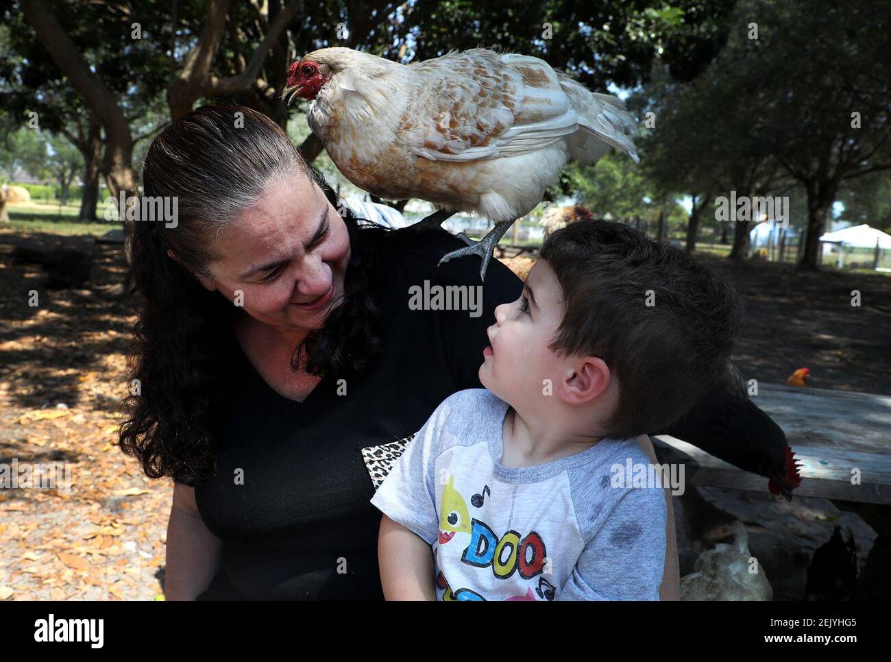 Carter Celona, 2, and his grandmother Lisa Ceruti, of Davie, sit among a flock of chickens during a visit to the Family Farm in Davie, Florida. People have been buying up chicks and chickens for various reasons, including the Easter holiday since the COVID-19 pandemic started. (Carline Jean/South Florida Sun Sentinel/TNS) Stock Photo