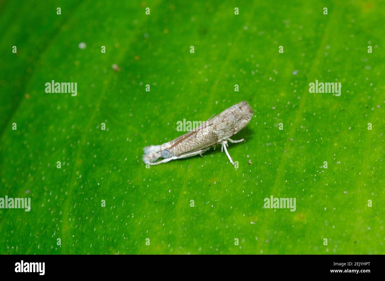 Grass Moth, Culladia sp, on leaf, Klungkung, Bali, Indonesia Stock Photo