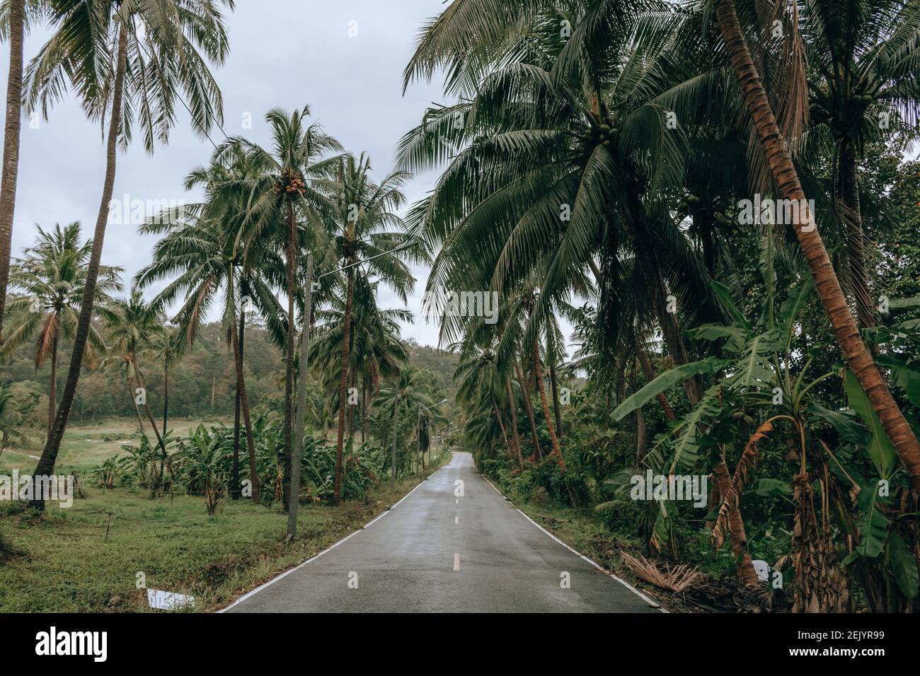 Beautiful road green coconut trees hi-res stock photography and images ...
