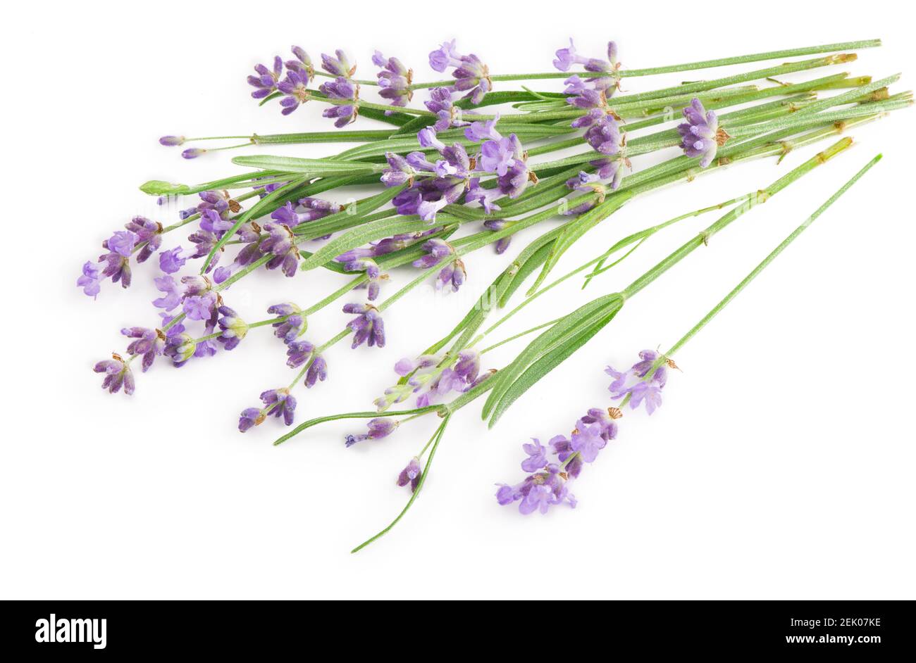 Lavender flowers bundle on a white background Stock Photo - Alamy