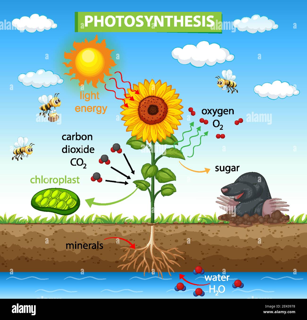 Diagram showing process of photosynthesis in plant illustration Stock