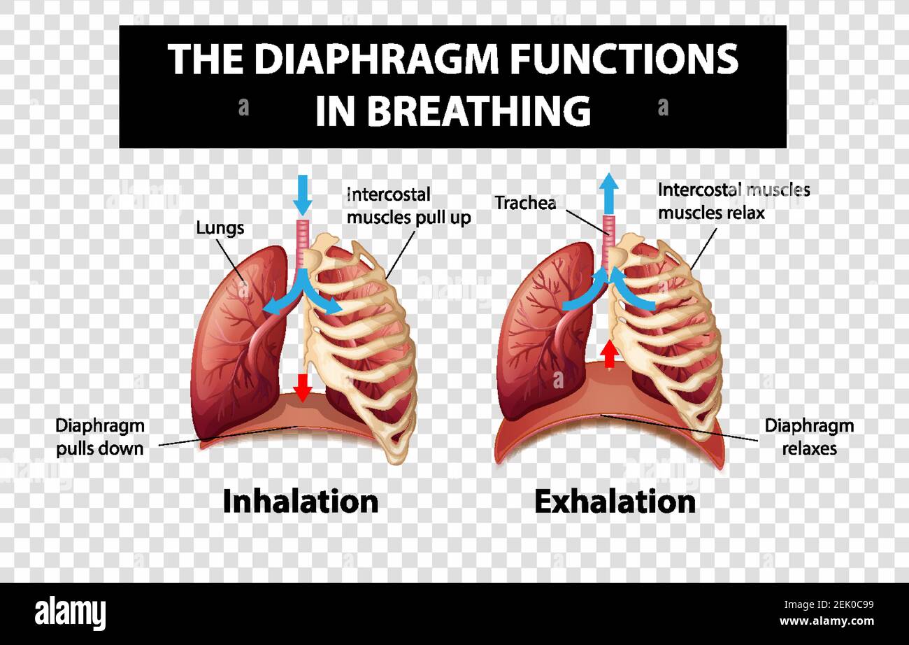 Diagram showing diaphragm functions in breathing on transparent Biology Diagrams
