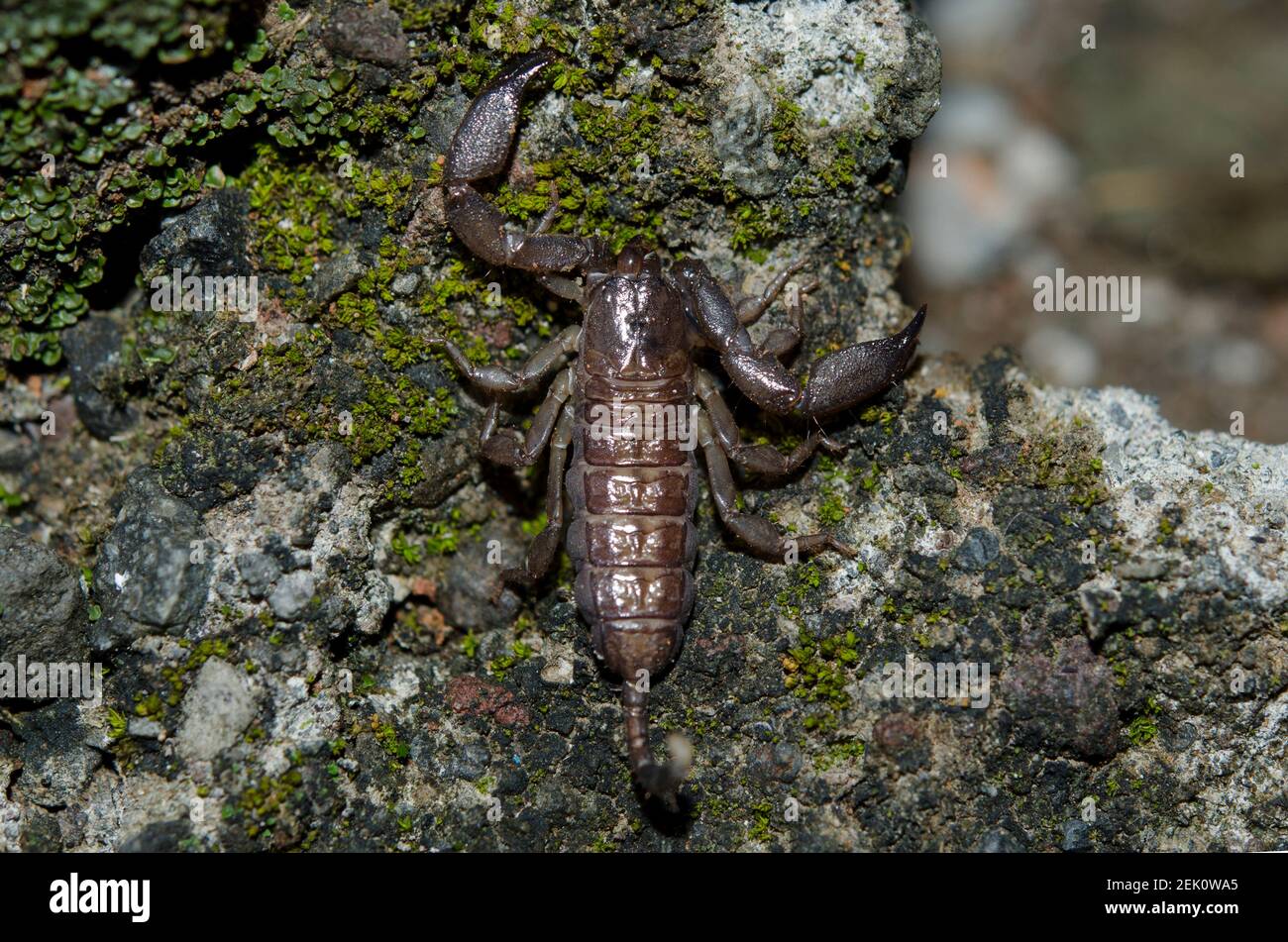 Australian Rainforest Scorpion, Liocheles waigiensis, Klungkung, Bali,  Indonesia Stock Photo - Alamy