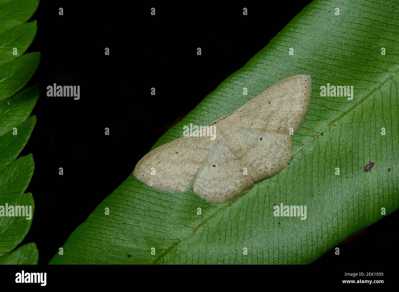 Noctuidae Moth, Scopula sp, on leaf, Klungkung, Bali, Indonesia Stock Photo
