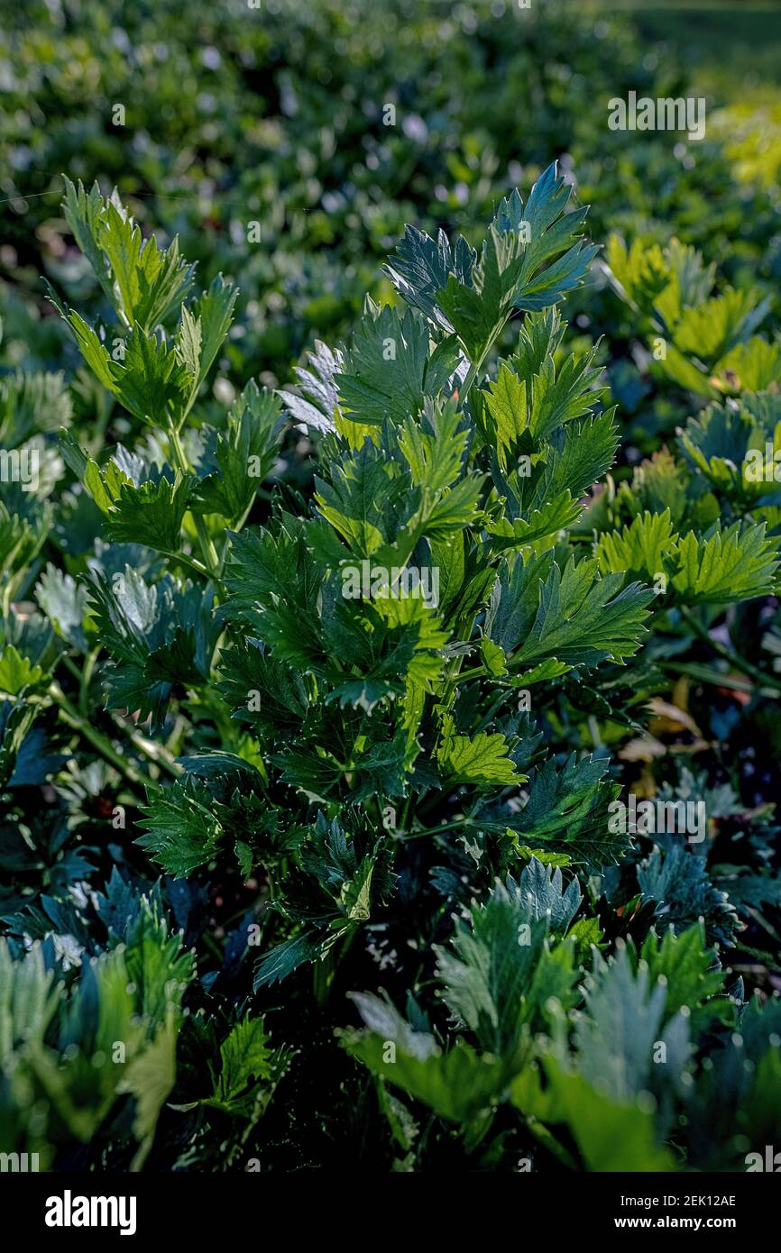 green leaves of celery plants Stock Photo Alamy