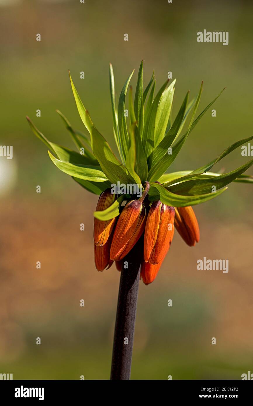 orange-colored, still closed, flowers of an imperial fritillary Stock Photo