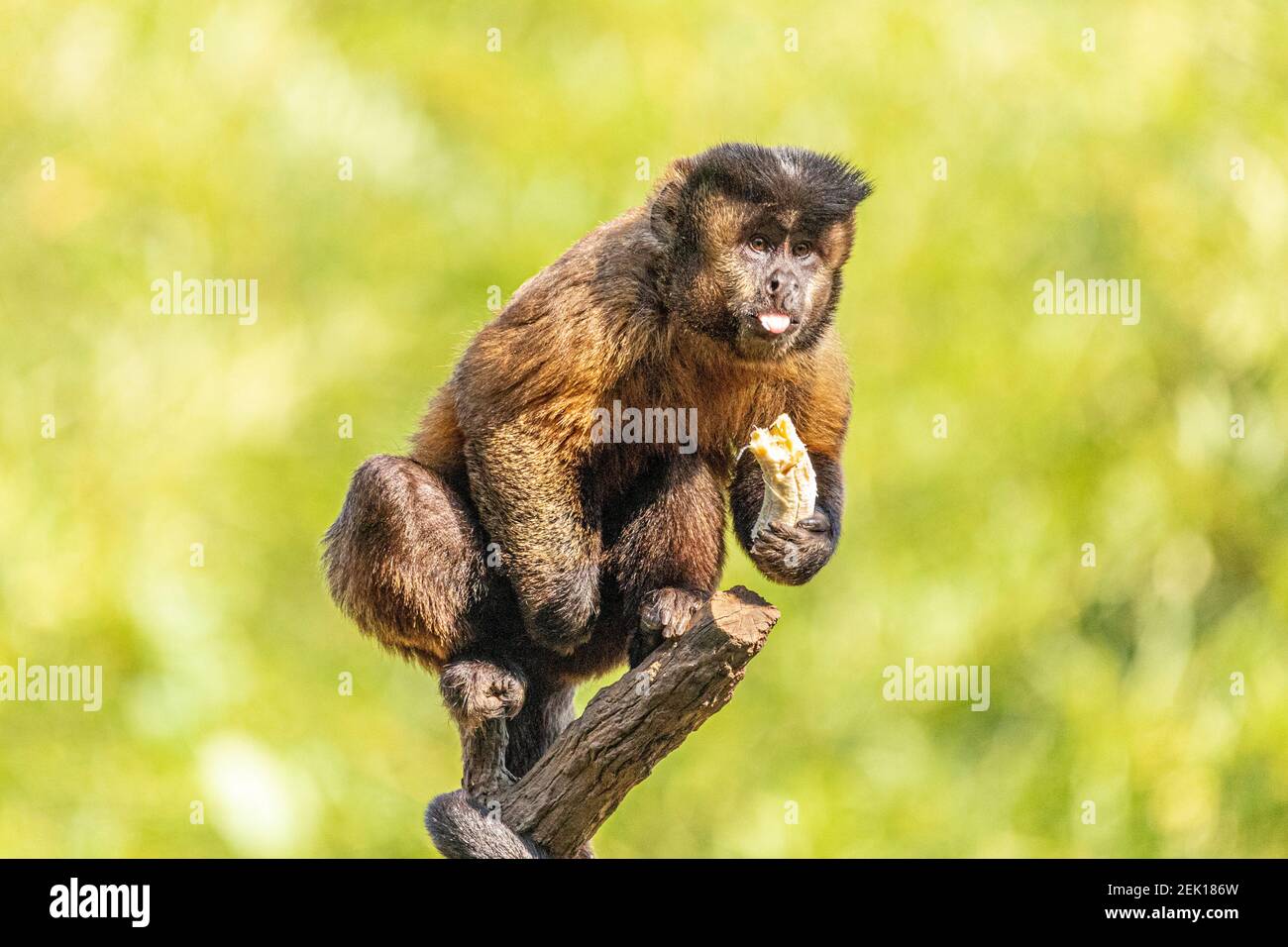 Macaco prego hi-res stock photography and images - Page 3 - Alamy