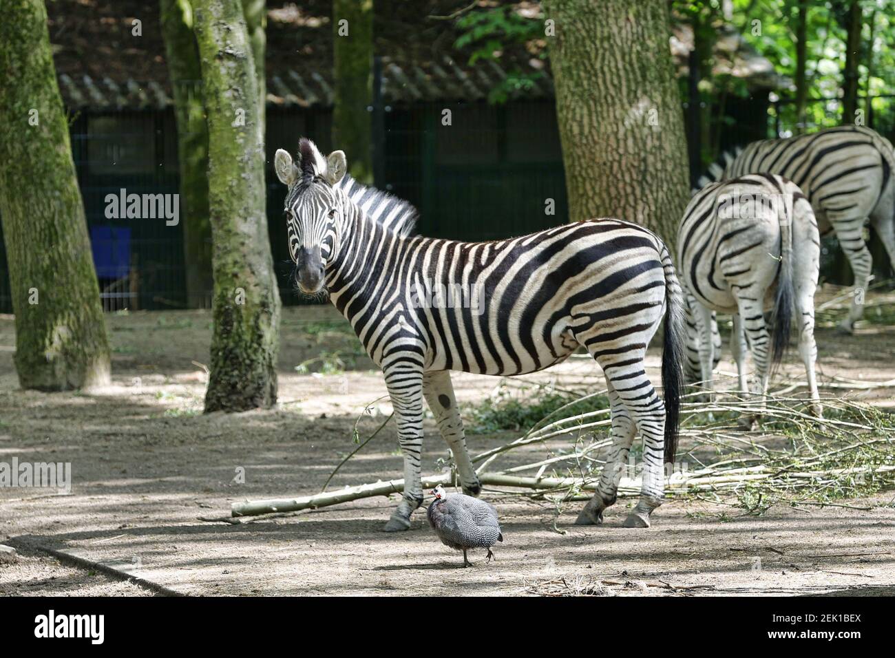 RHENEN, 02-05-2020 Ouwehands Dierenpark . Dutch Zoo , dierenpark . Zebra (Photo by Pro Shots/Sipa USA) Stock Photo
