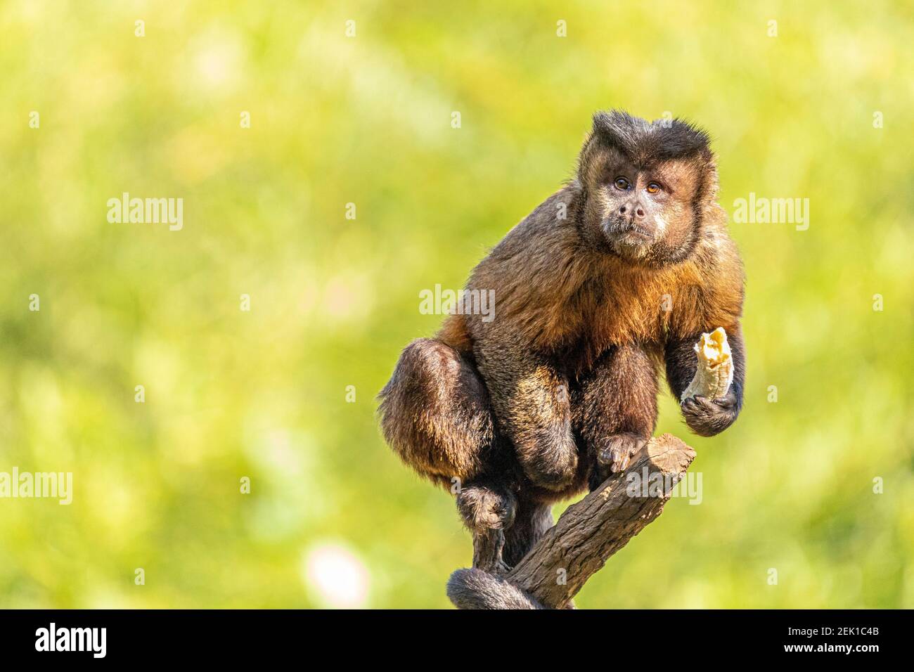 MACACO-PREGO SAPAJUS NIGRITUS – Rewild Brazil – The Brazilian